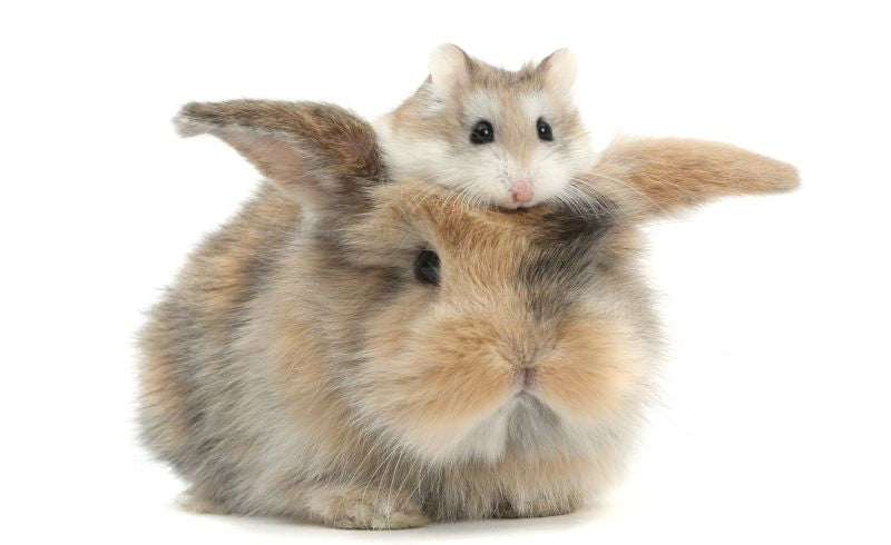 Small Animals (Rabbits, hamsters, etc)