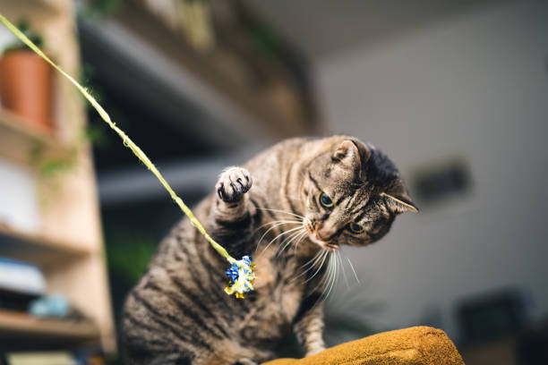 Cat products