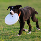 Dog Training Flying Disc