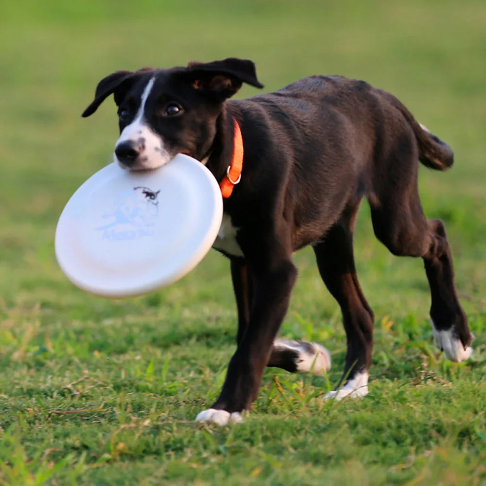 Dog Training Flying Disc
