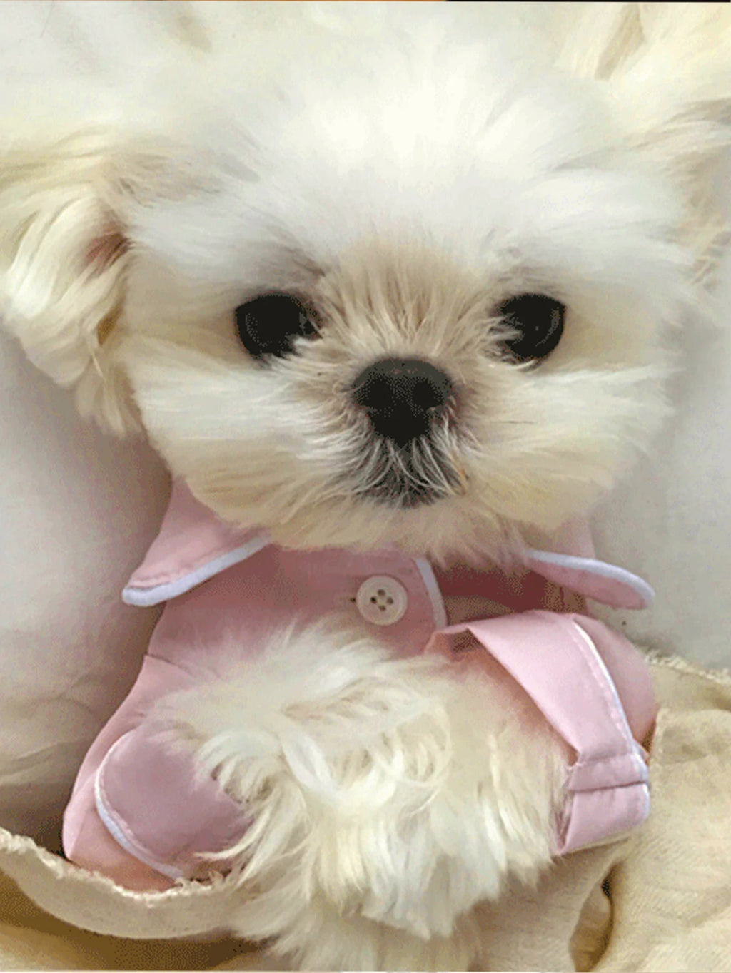 Pet Summer Pajamas