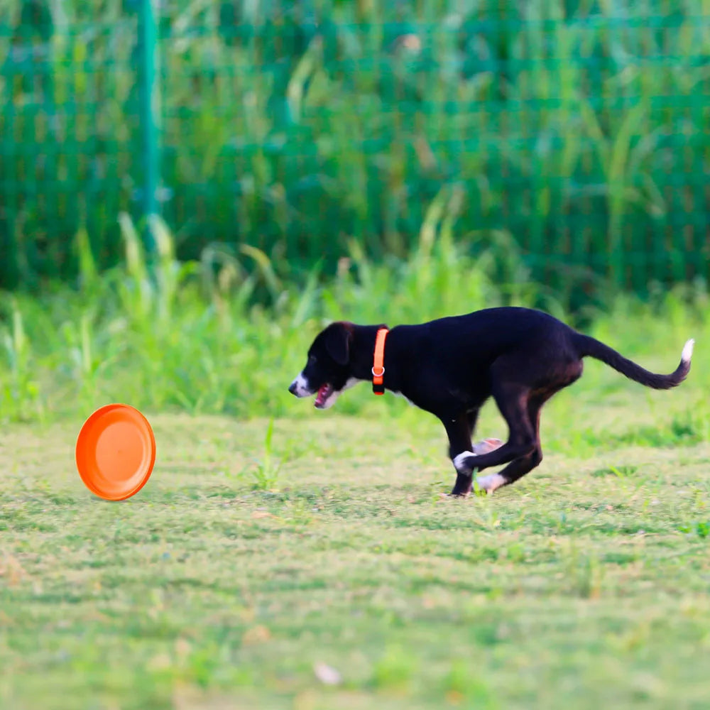 Dog Training Flying Disc